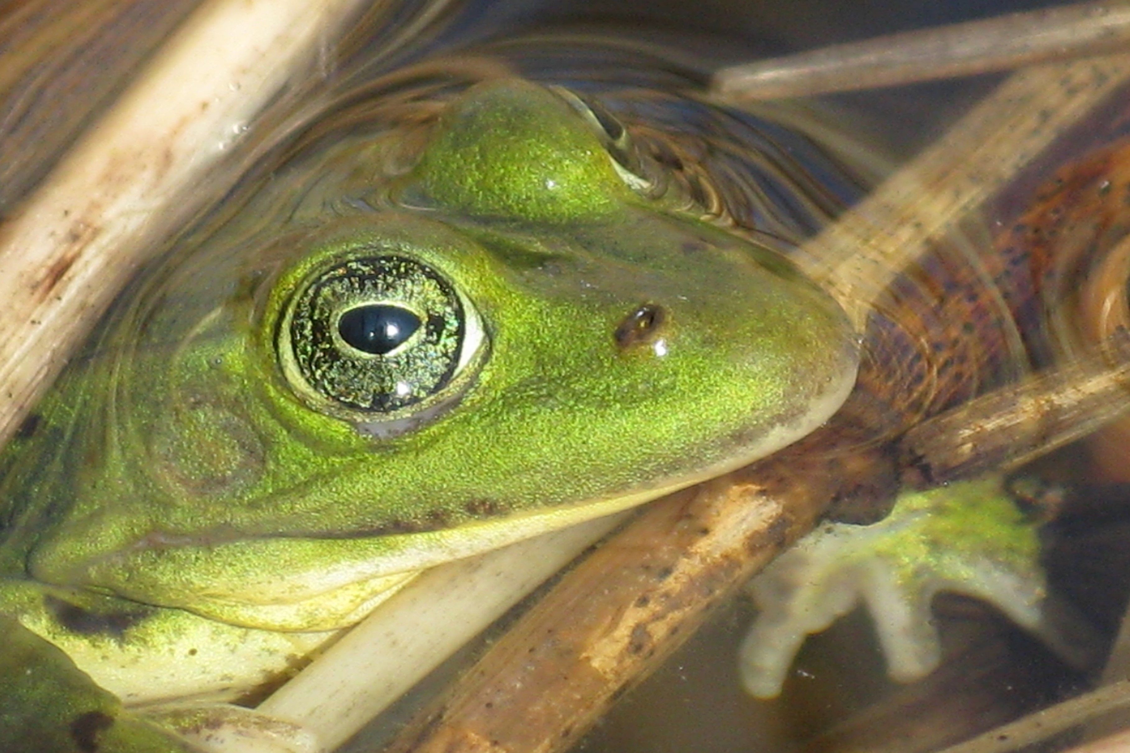 Amfibieënbescherming Kennemerland