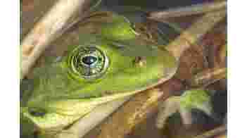 Amfibieënbescherming Kennemerland