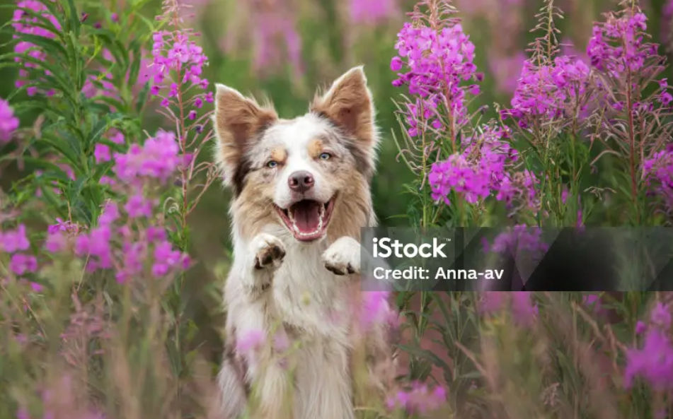 EXAMPLE: Dog Sanctuary Bucks