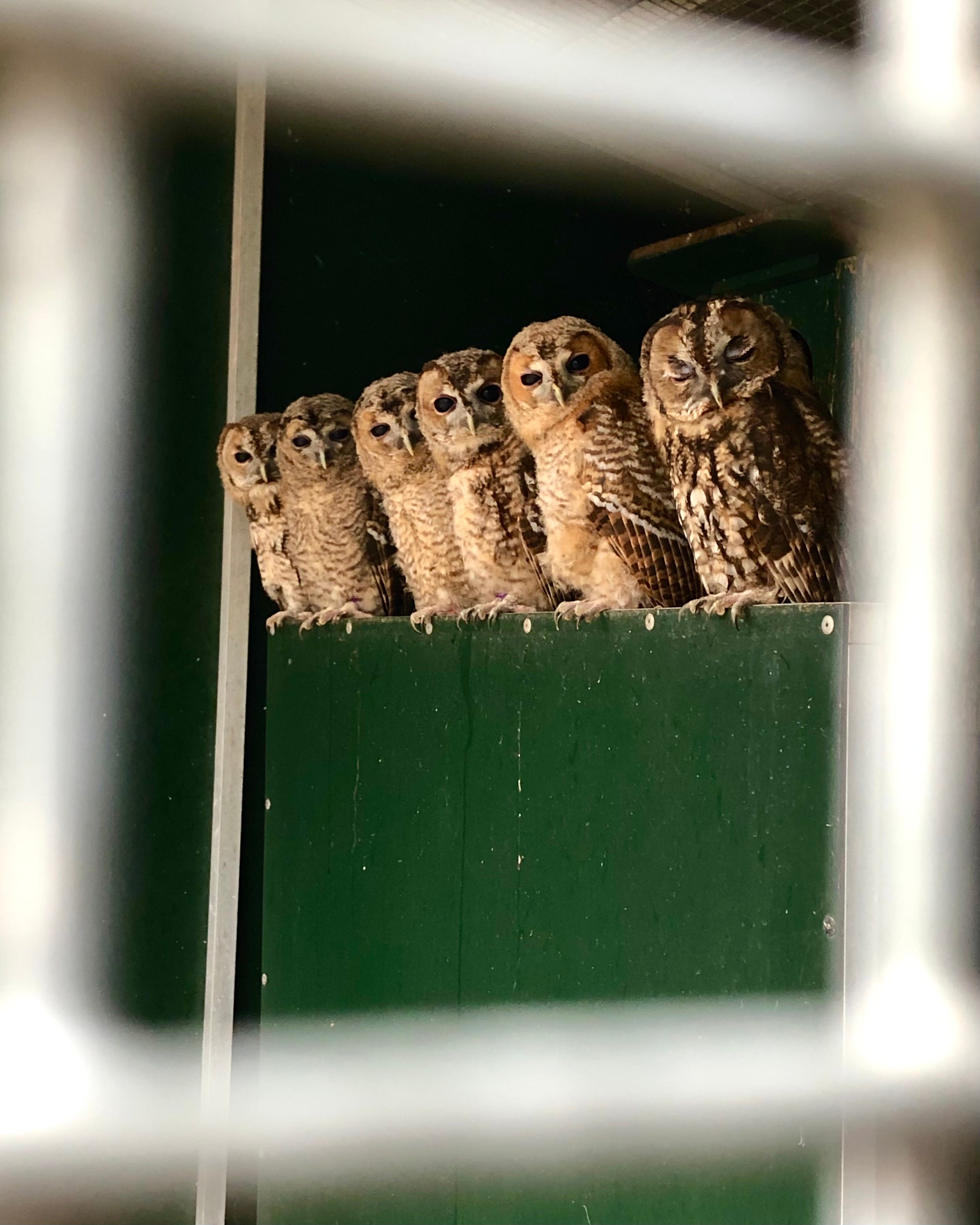 Vogelhospitaal Naarden