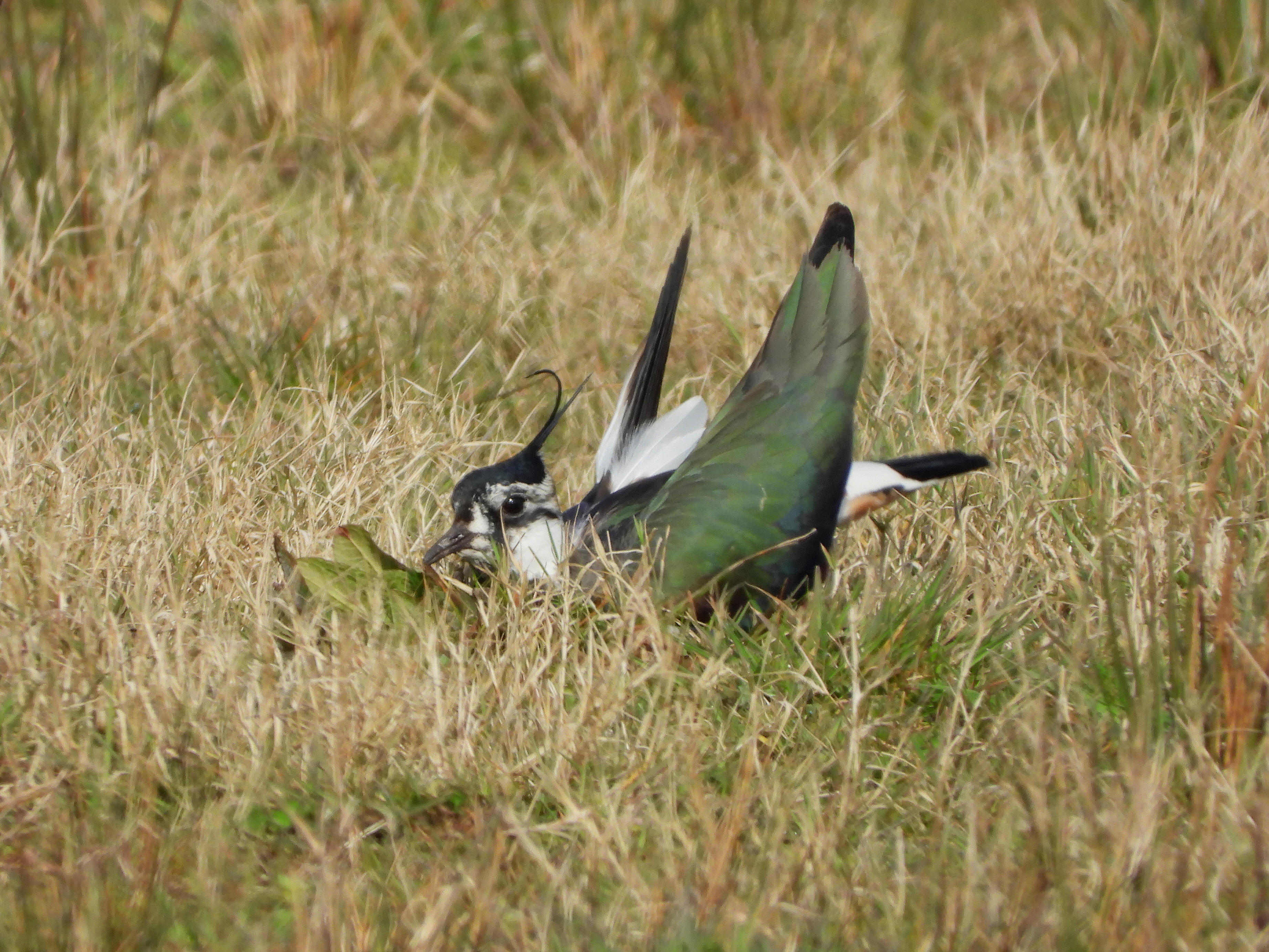 Promotor van de Weidevogelwerkgroep Binnenveld Oost