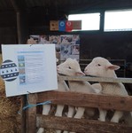 Stichting Vrienden van de Schapenstreek