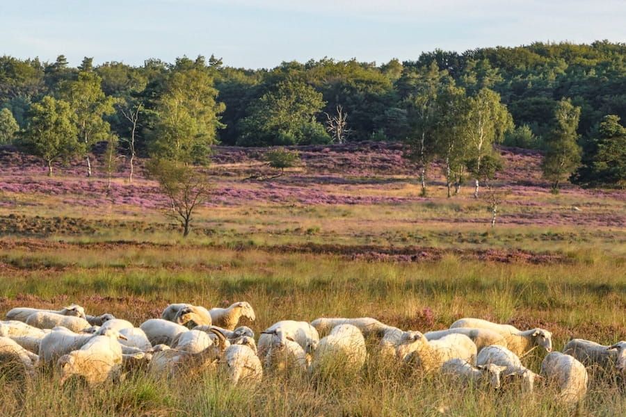 Staatsbosbeheer Veluwse midden