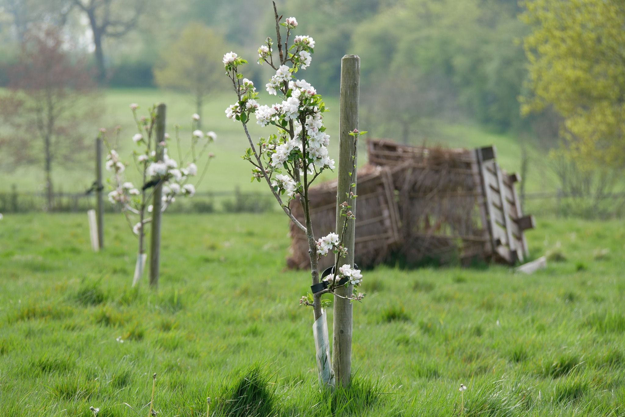 Coventry Peace Orchard