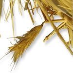 Stichting Paard en Erfgoed