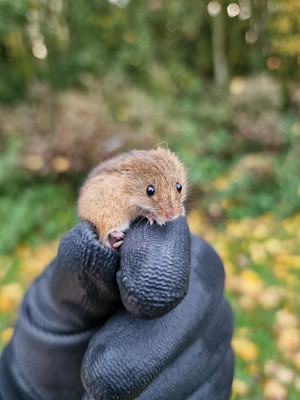 Cambridgeshire Mammal Group