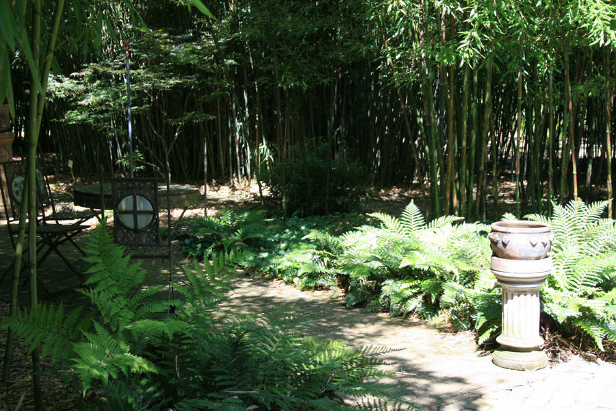 Bamboe park Schellinkhout