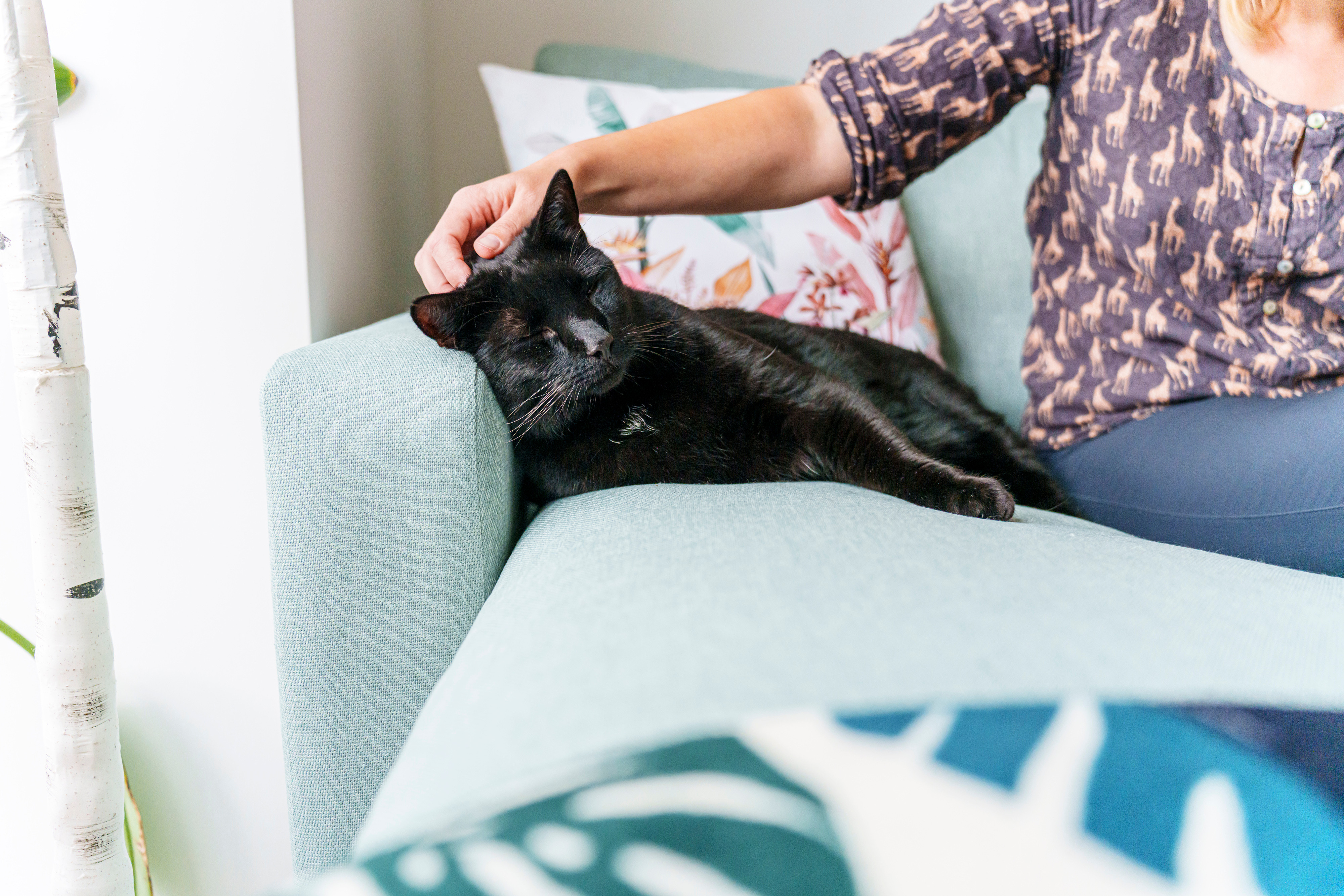 Cats Protection Lifeline