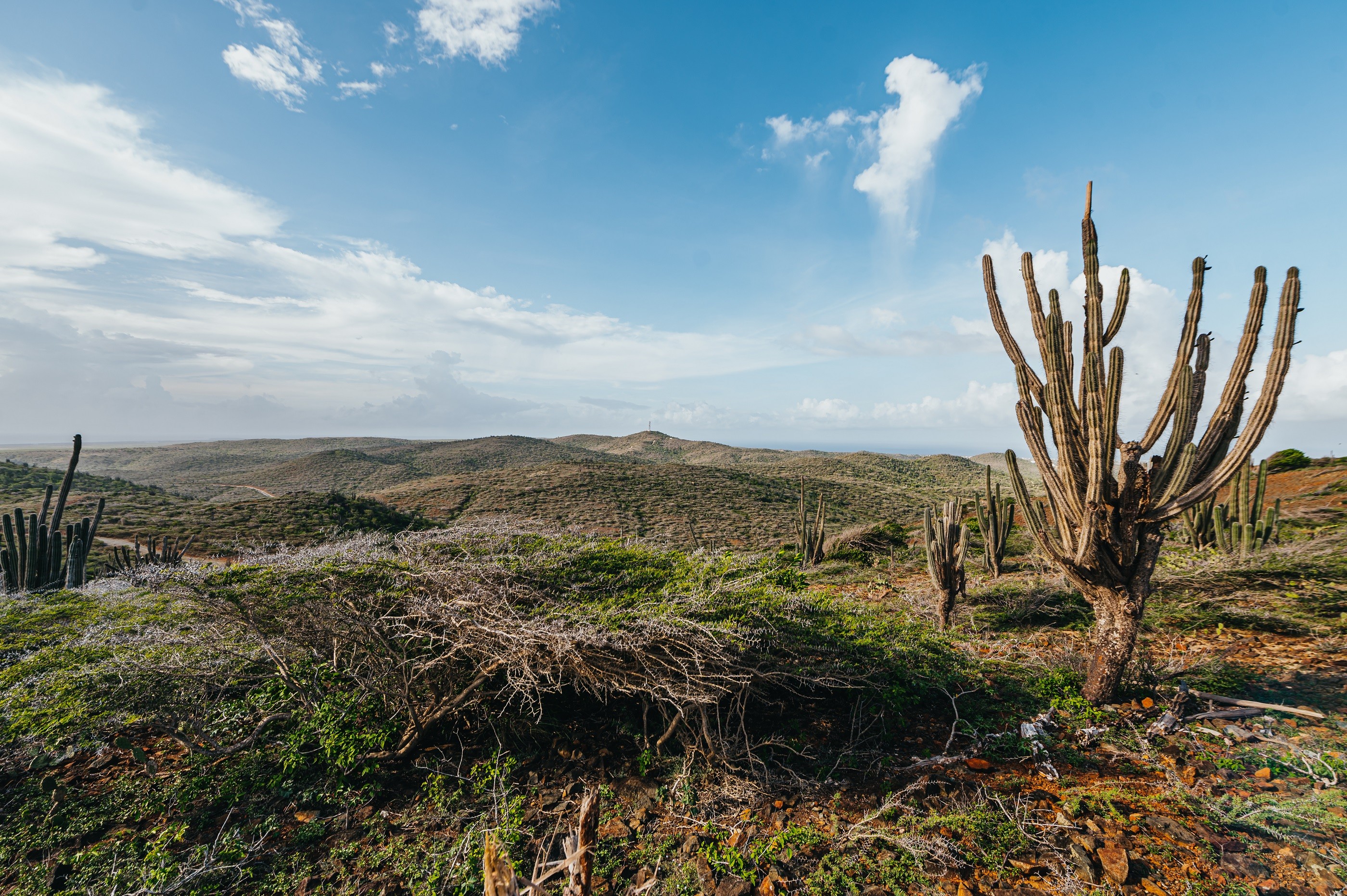 Aruba Conservation Foundation