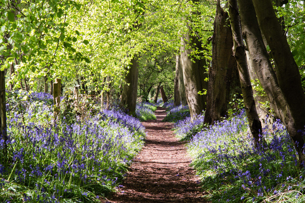 The Chiltern Society