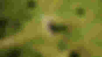 Brill Windmill Guide