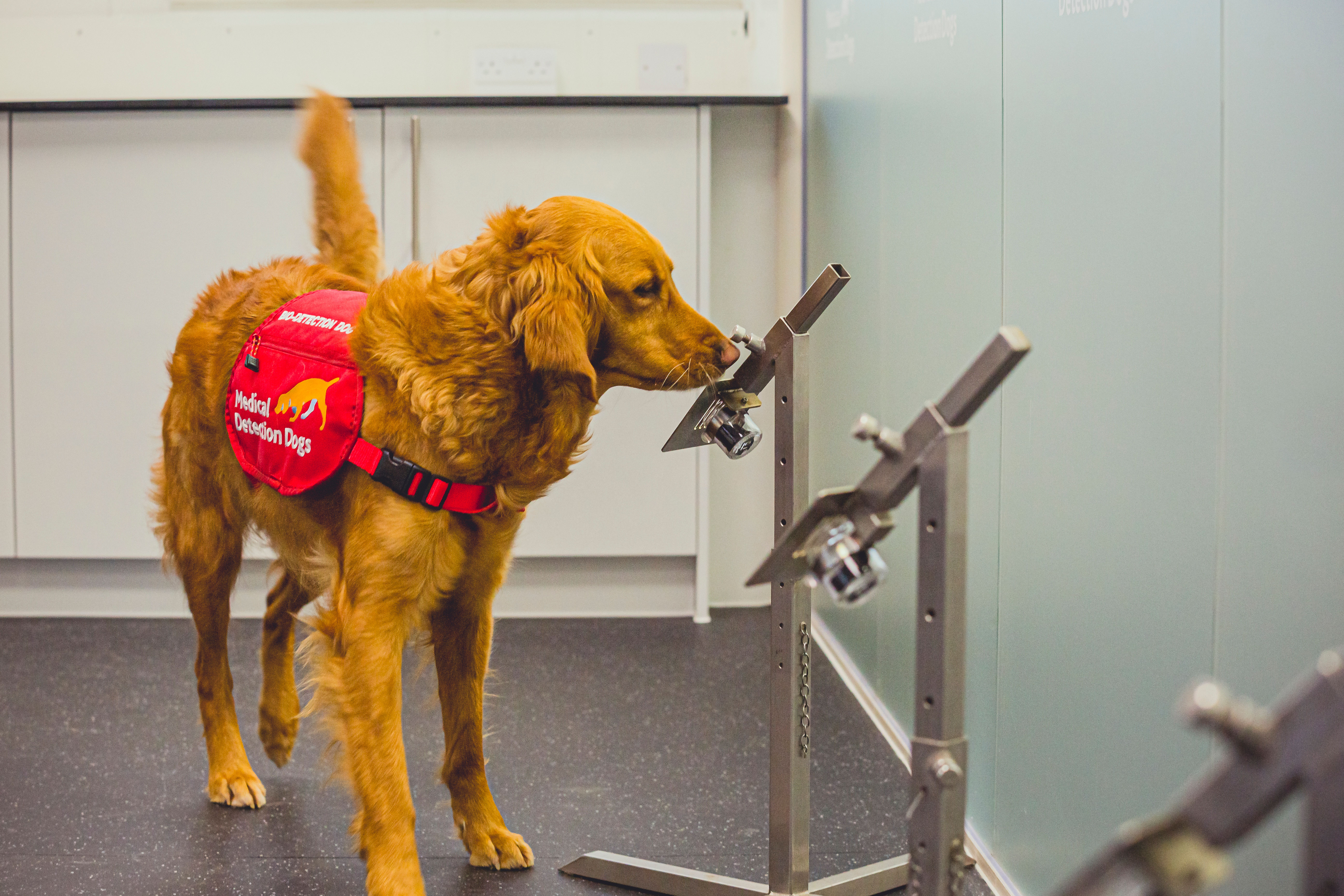 Medical Detection Dogs