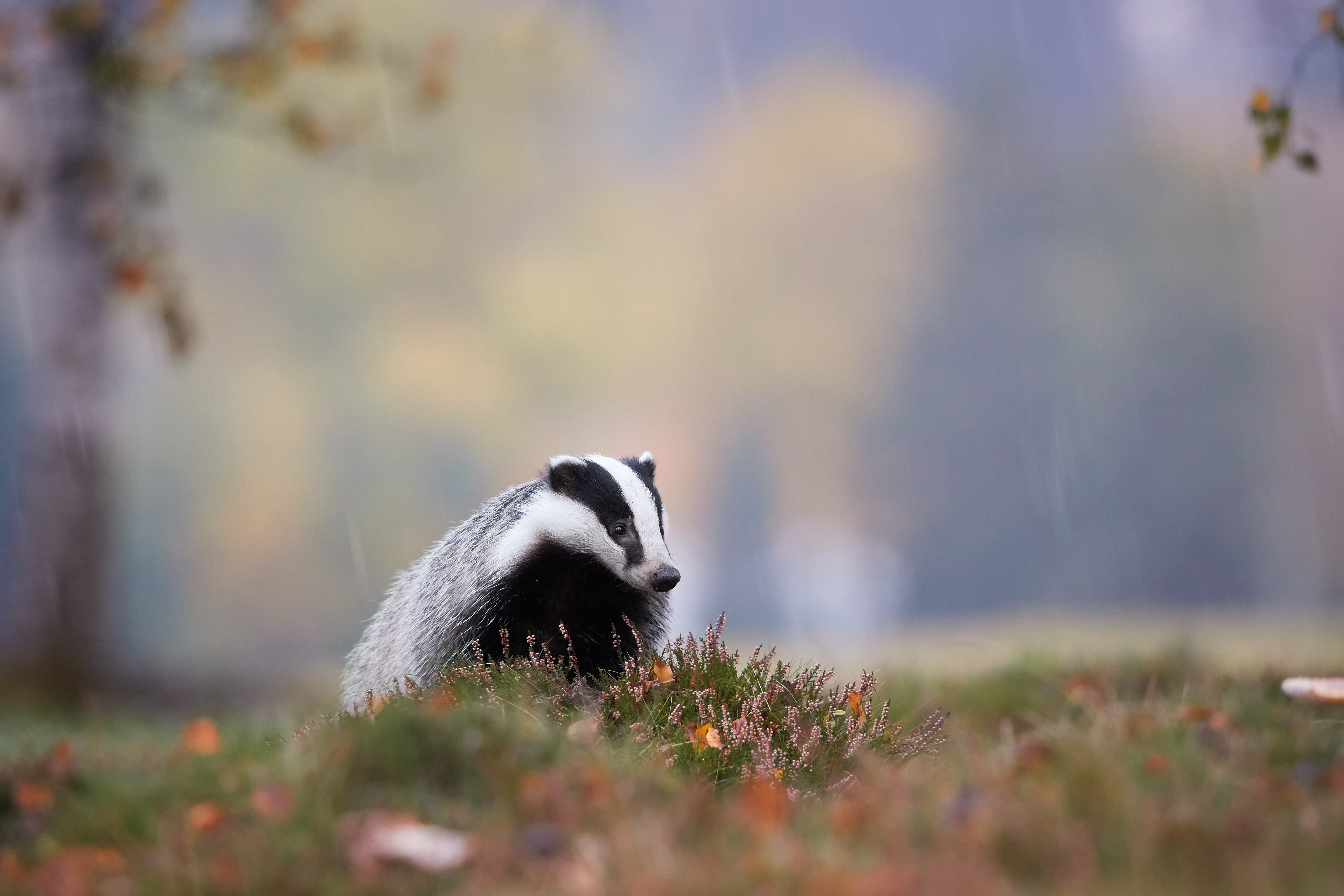Badger Trust