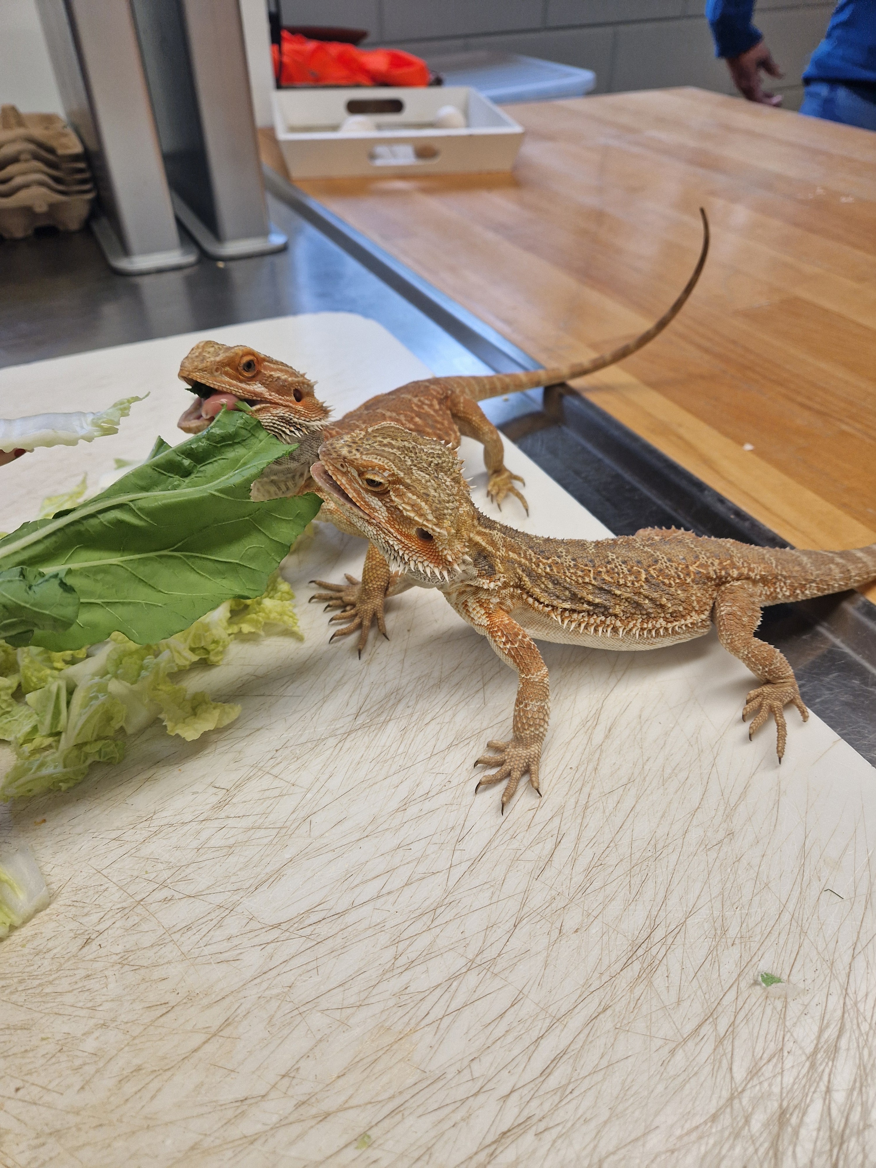 Dierenverzorgers gezocht