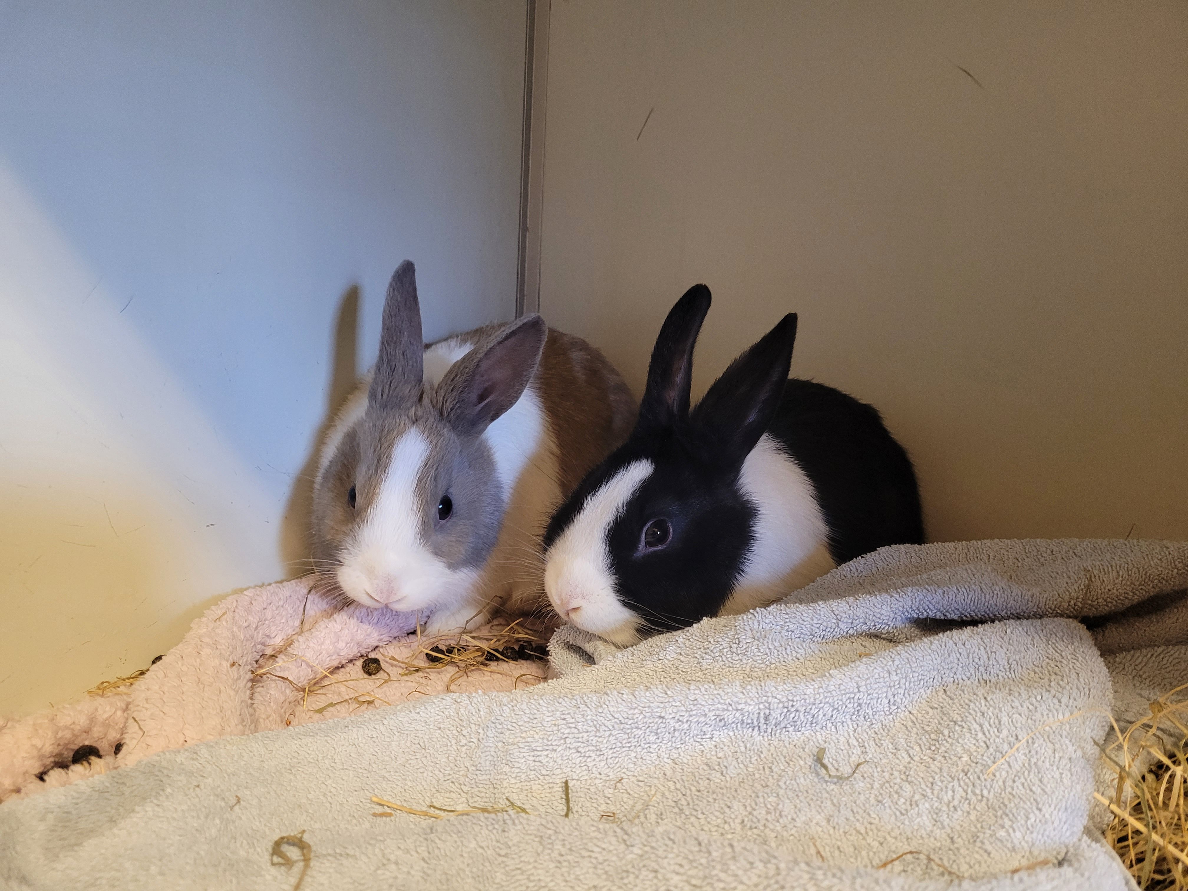 Het knaagdierencentrum