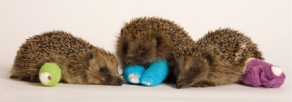 The Wildlife Hospital Foundation, Tiggywinkles