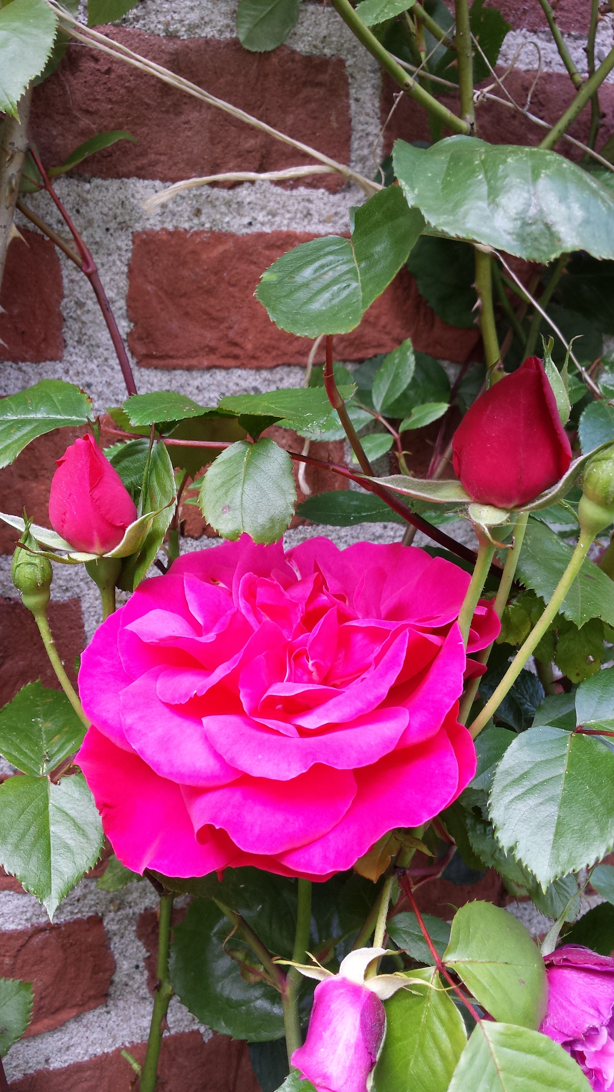 Stichting " Vrienden van Stichting Vluchtelin       genwerk Dalfsen