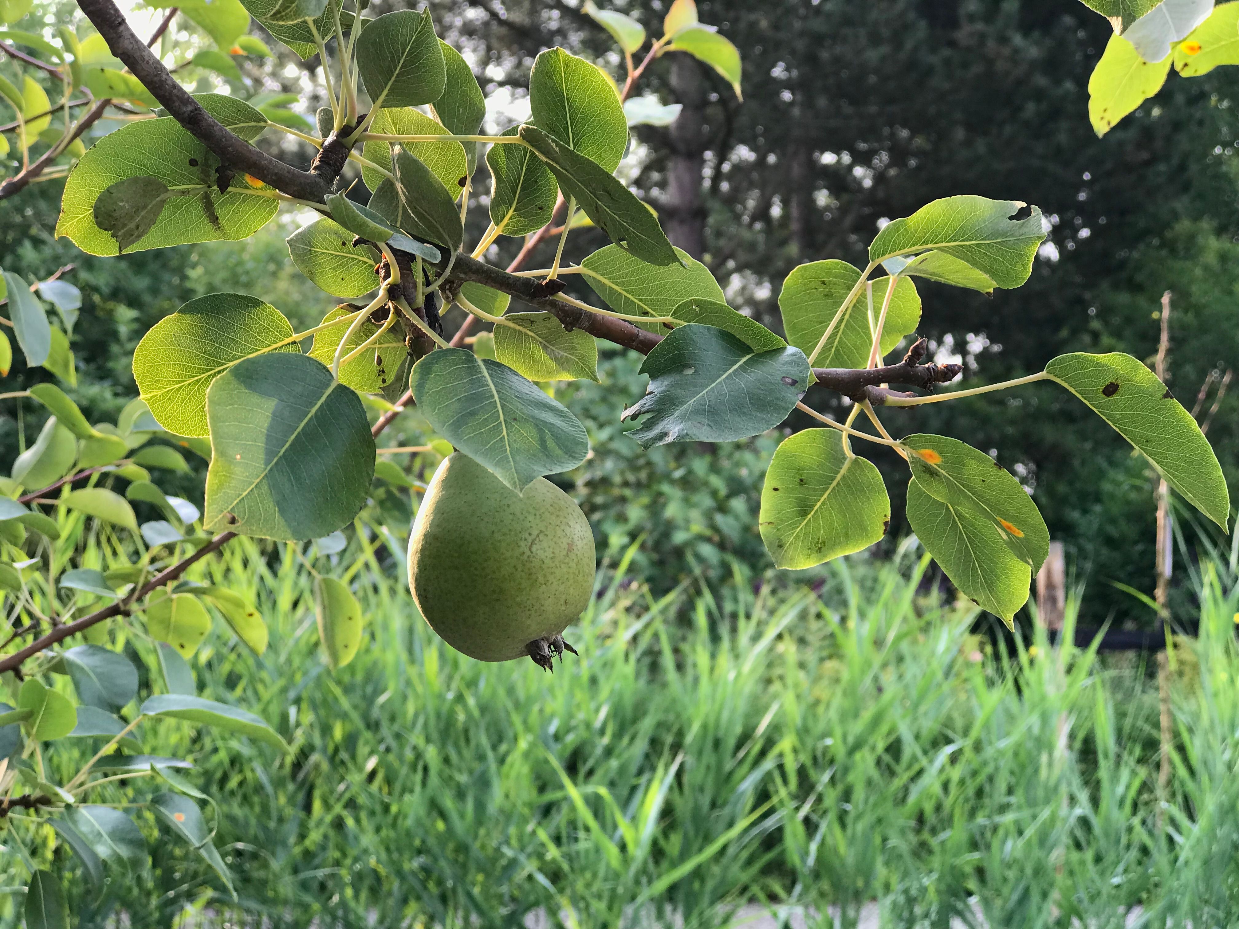 Voedselcollectief De Kans