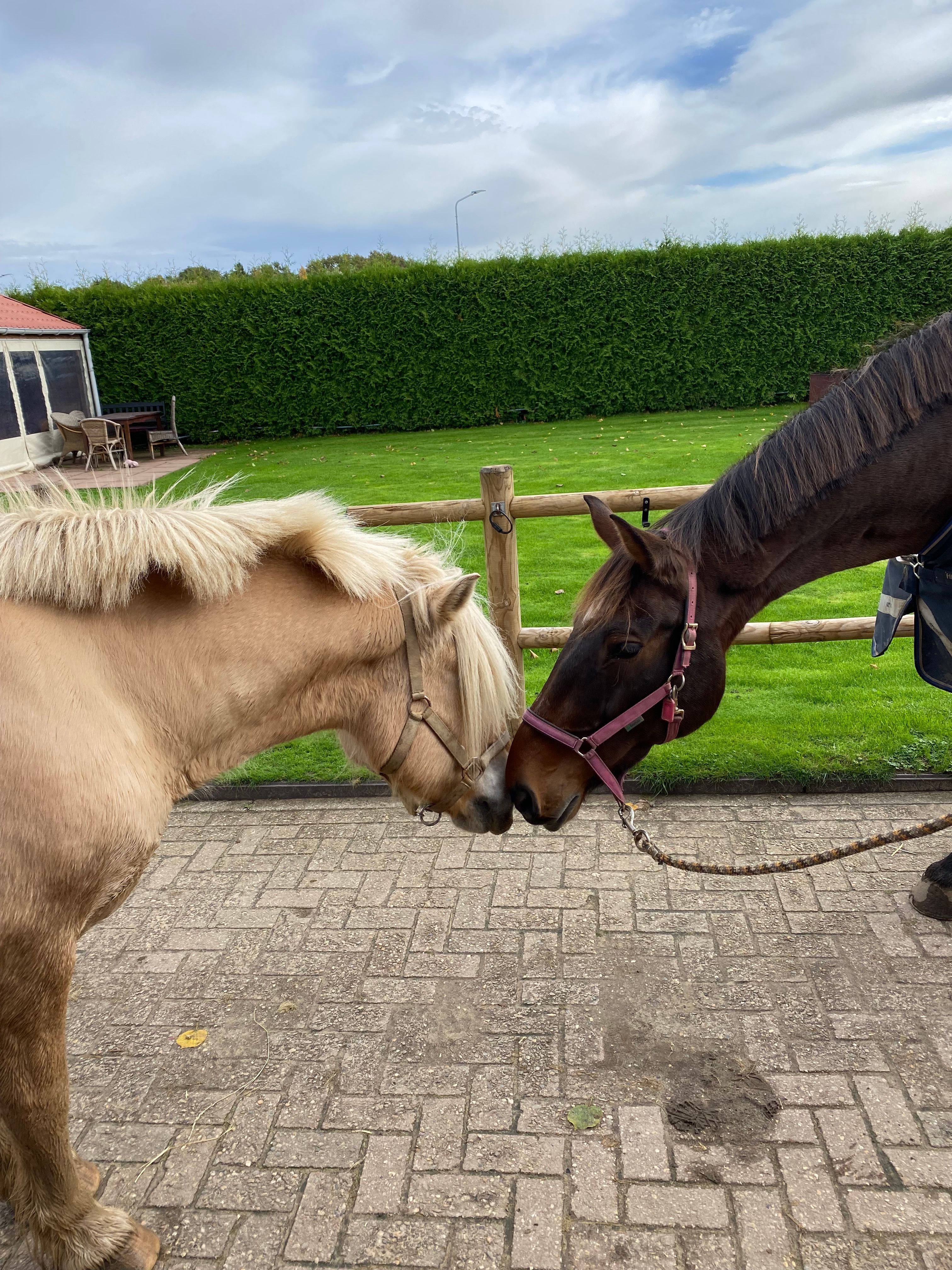 Stichting pink stables
