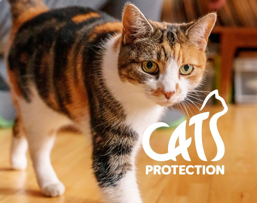 Cats Protection North Hertfordshire