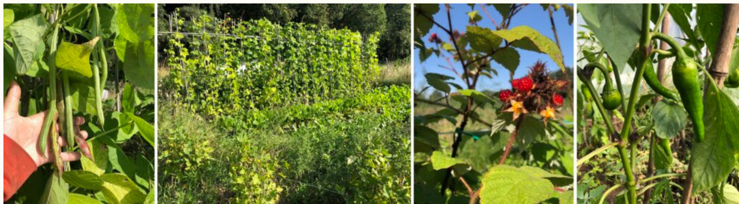 Stichting levende grond