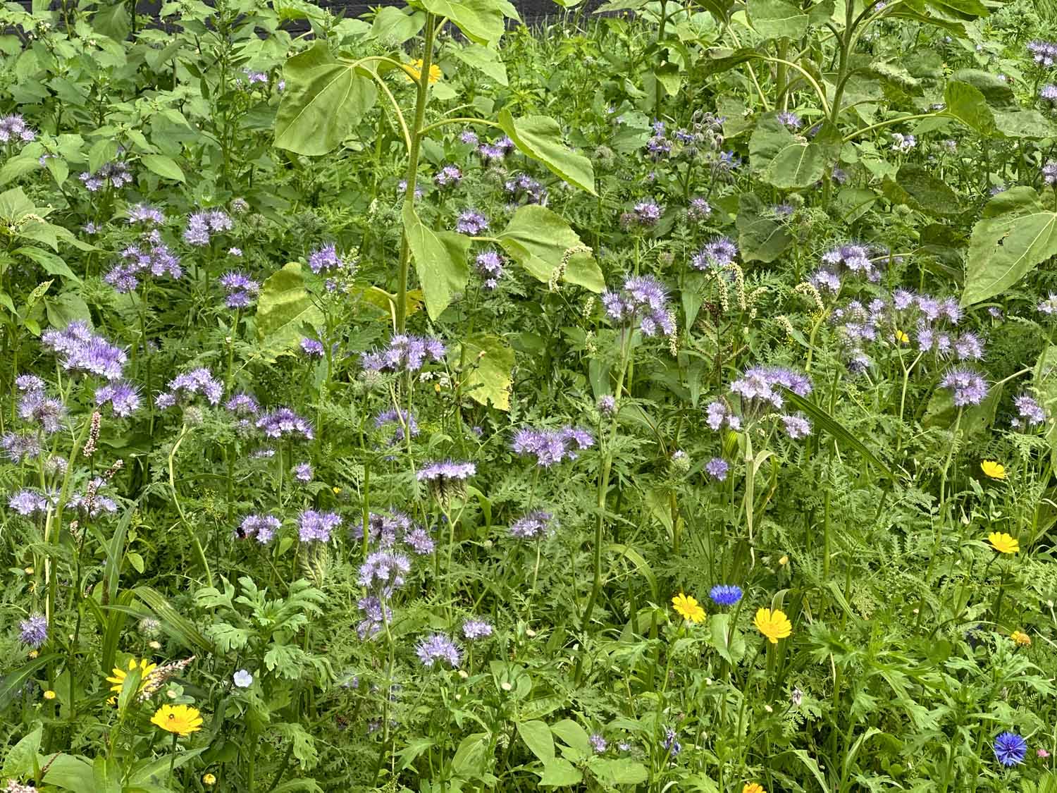 Bewonerscommissie Ingelandenflat