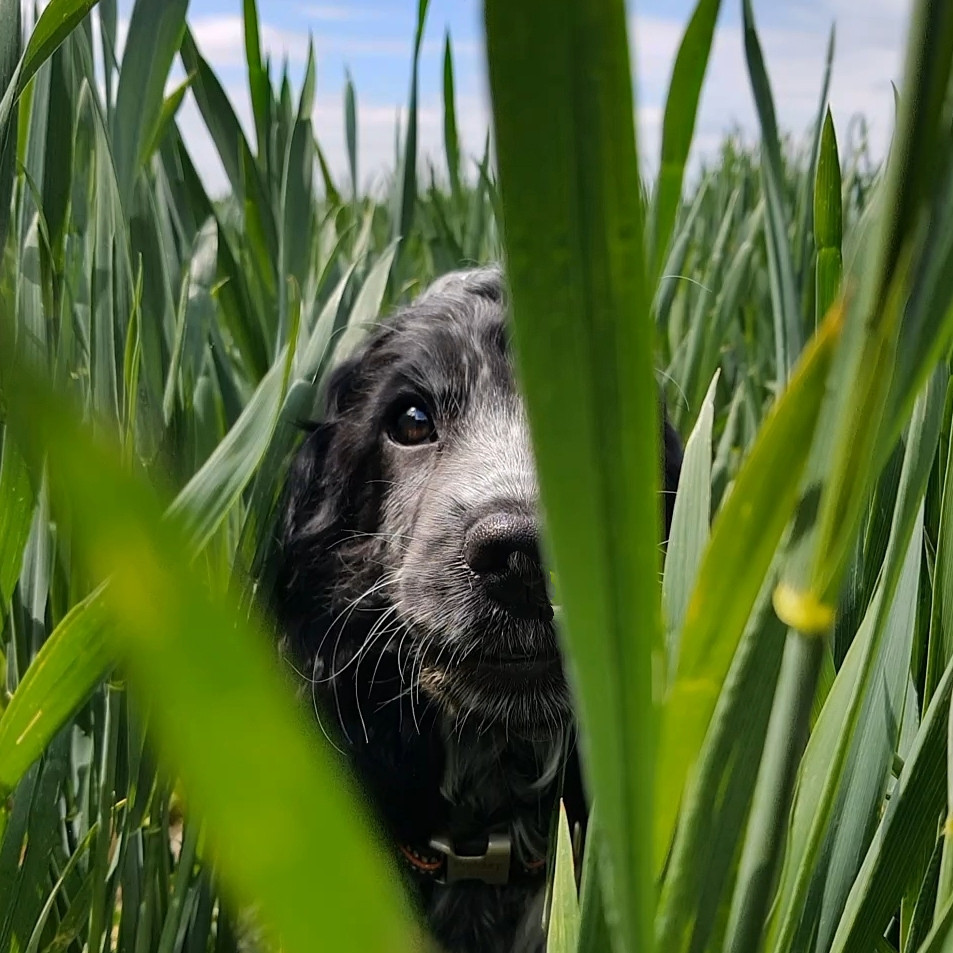 Kynologenclub Deventer e.o.