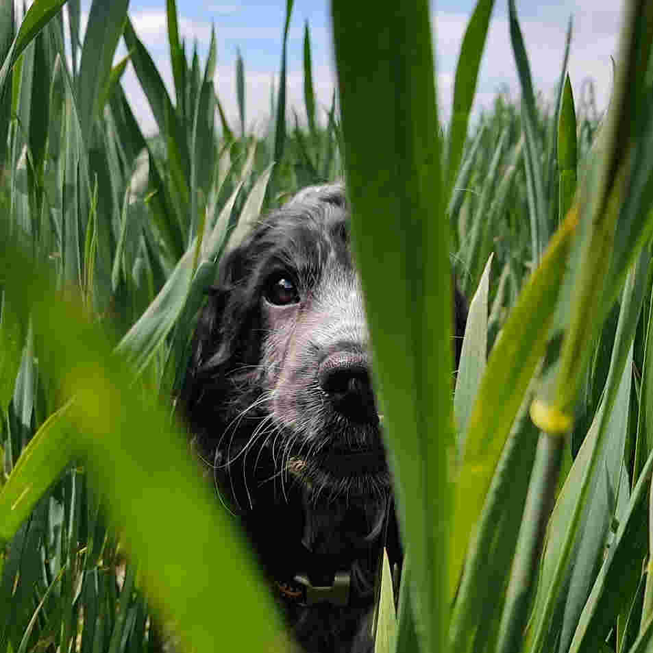 Kynologenclub Deventer e.o.