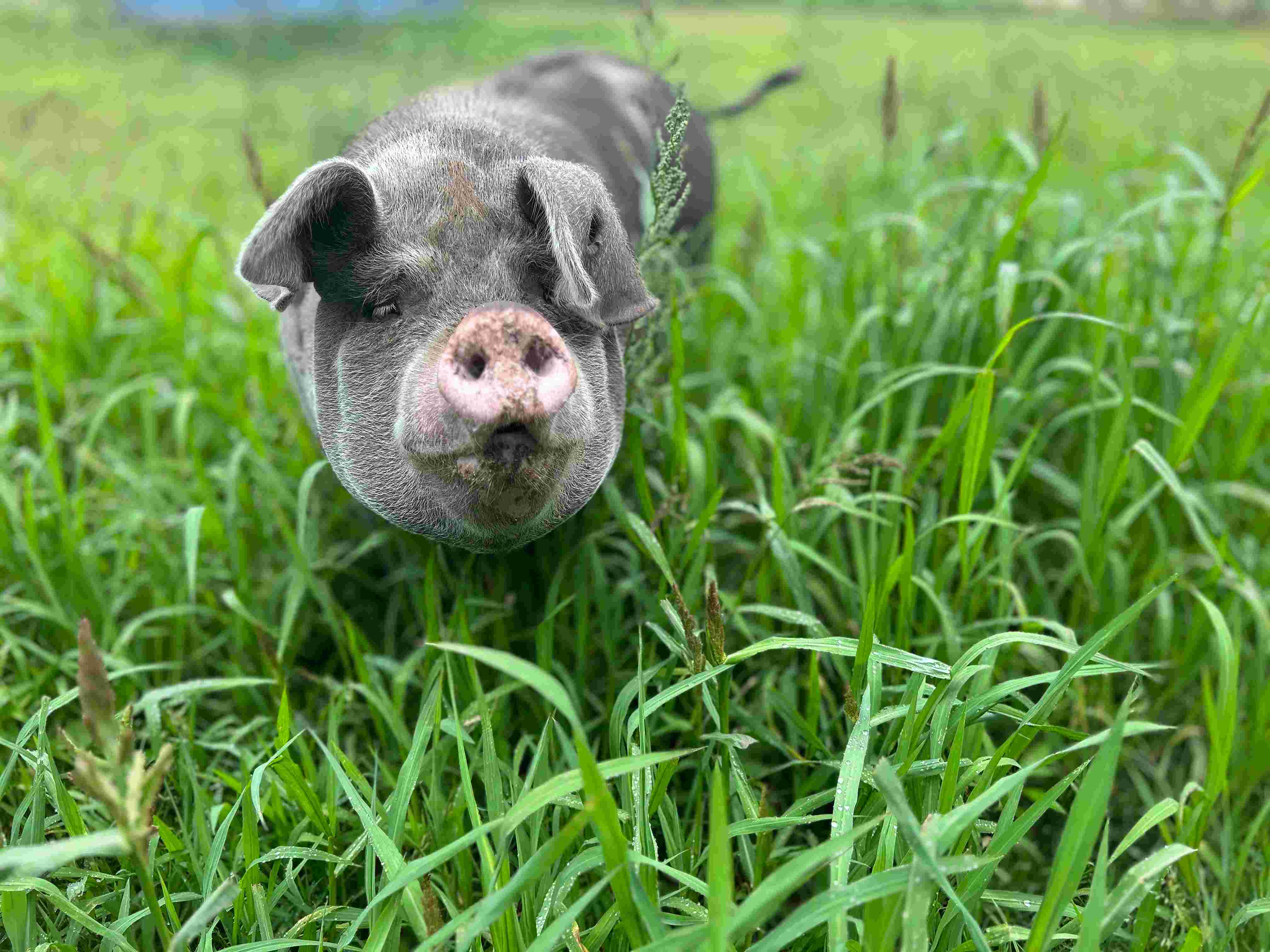 Herenboeren Wenumseveld