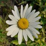 Friends of Horsbere Brook