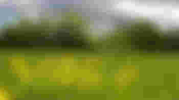 Hedge Laying - Friday 20 March