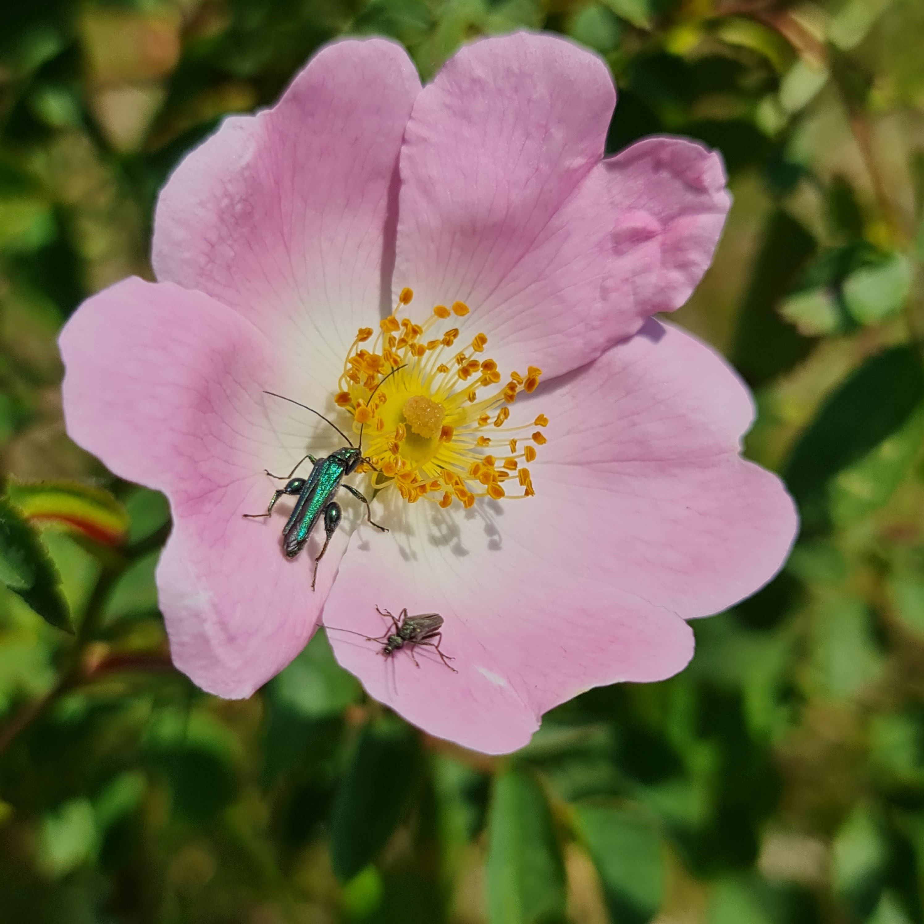 Friends of Hucclecote Meadows SSSI
