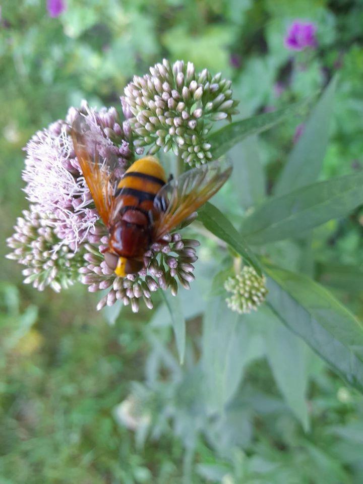 Lekker buiten bezig zijn in de bosrand