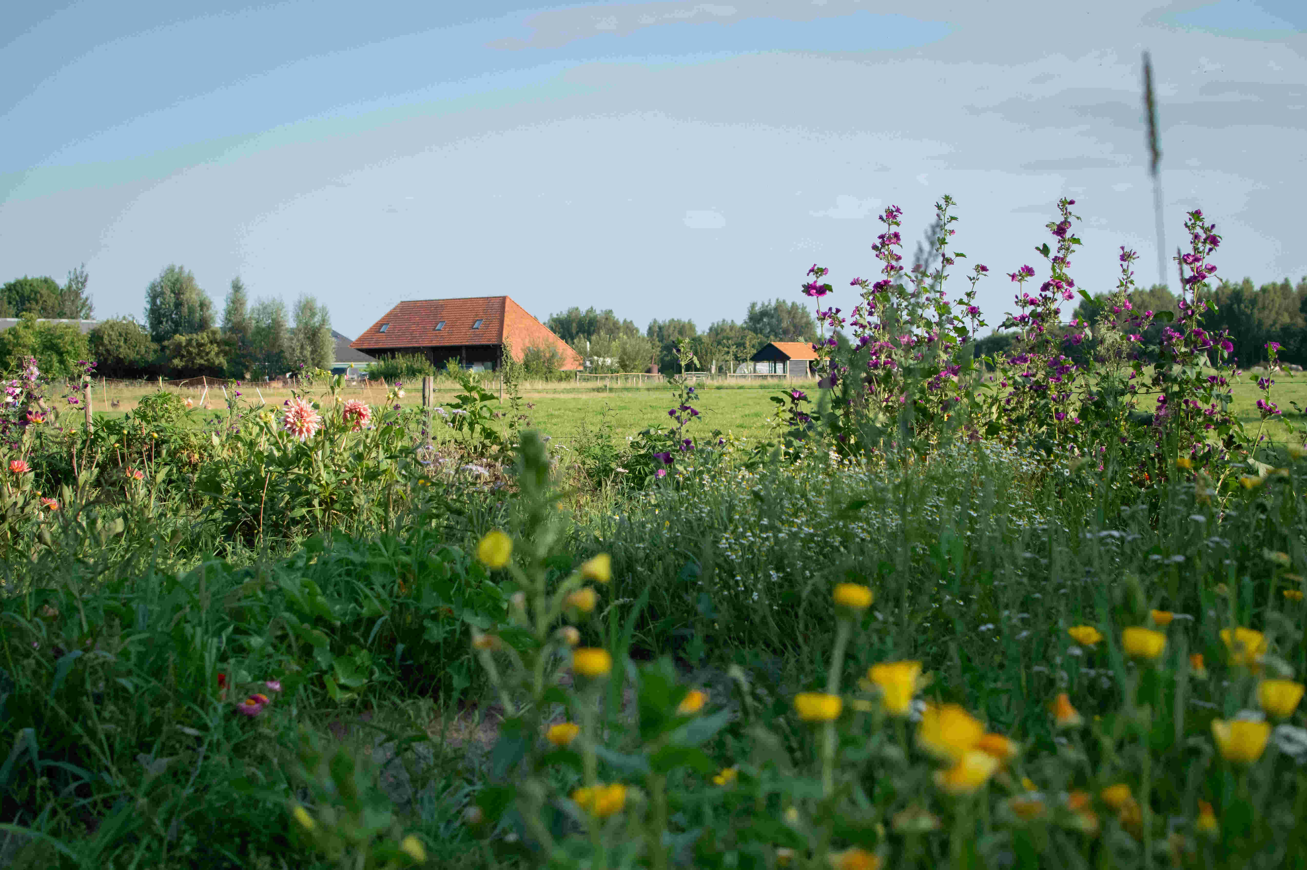 Vrijwilliger vervoer