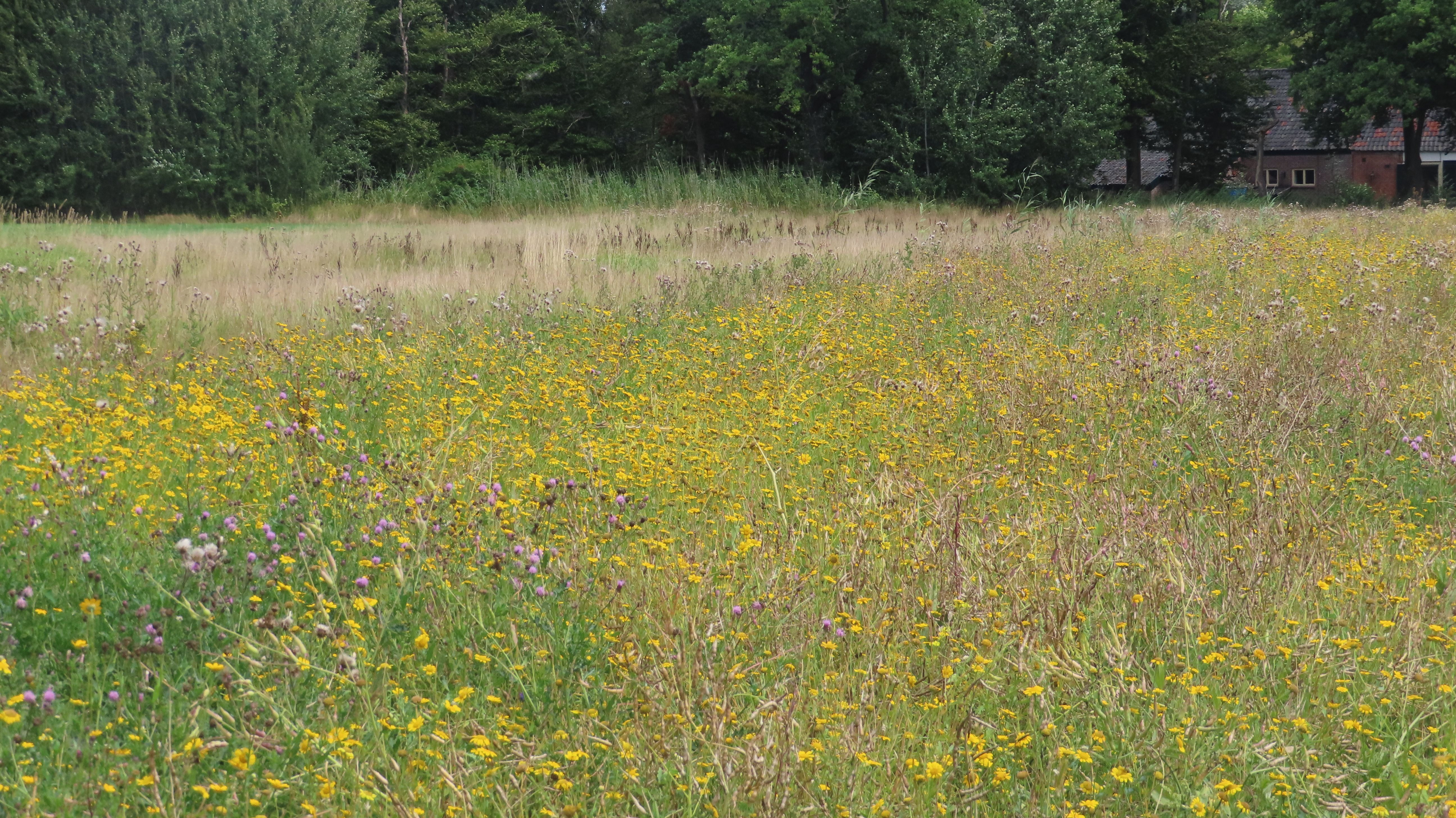 Werkgroep Biodiversiteit de Bilt