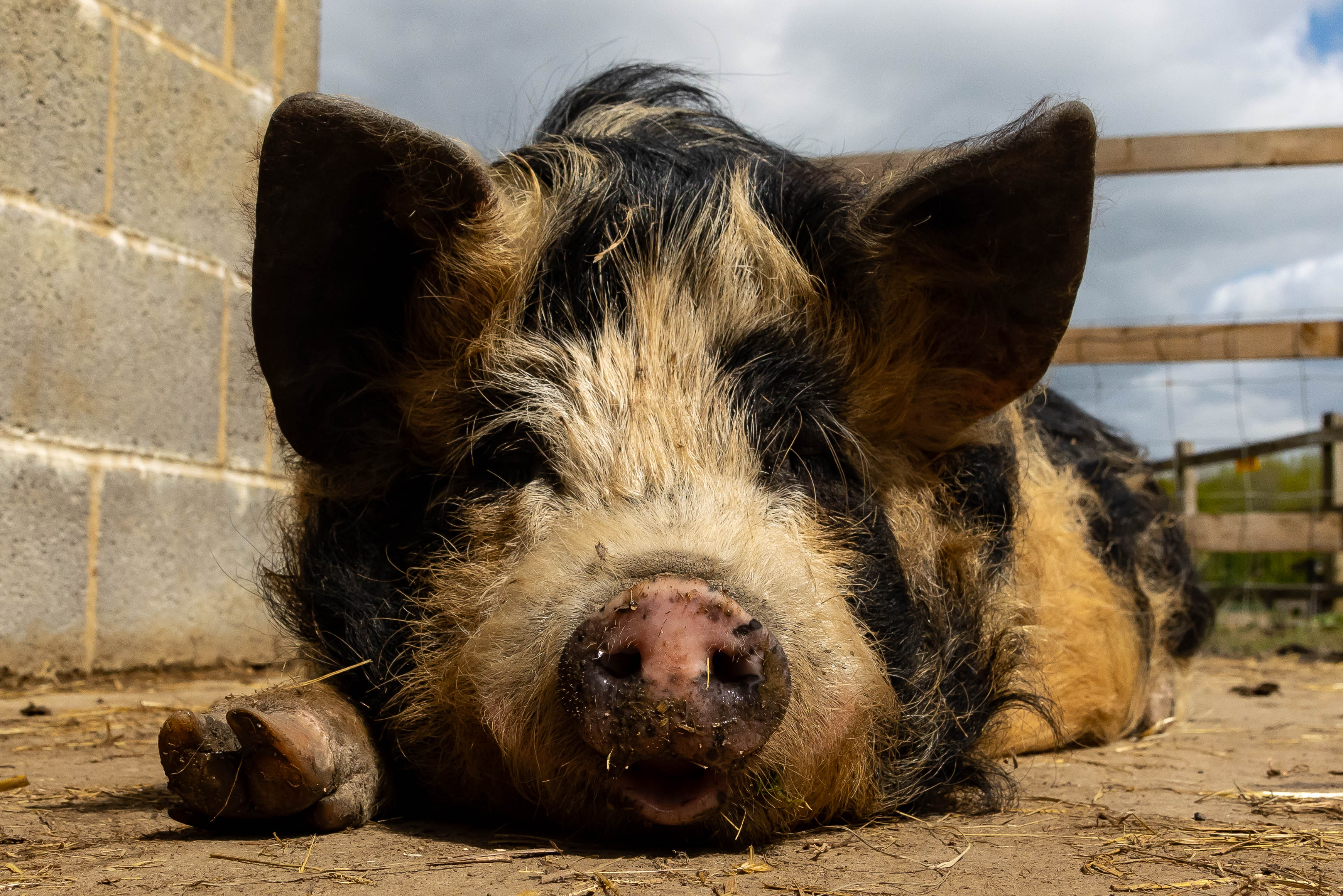 Larkrise Community Farm