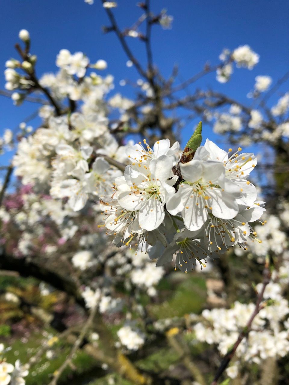 VTV Florence Nightingale