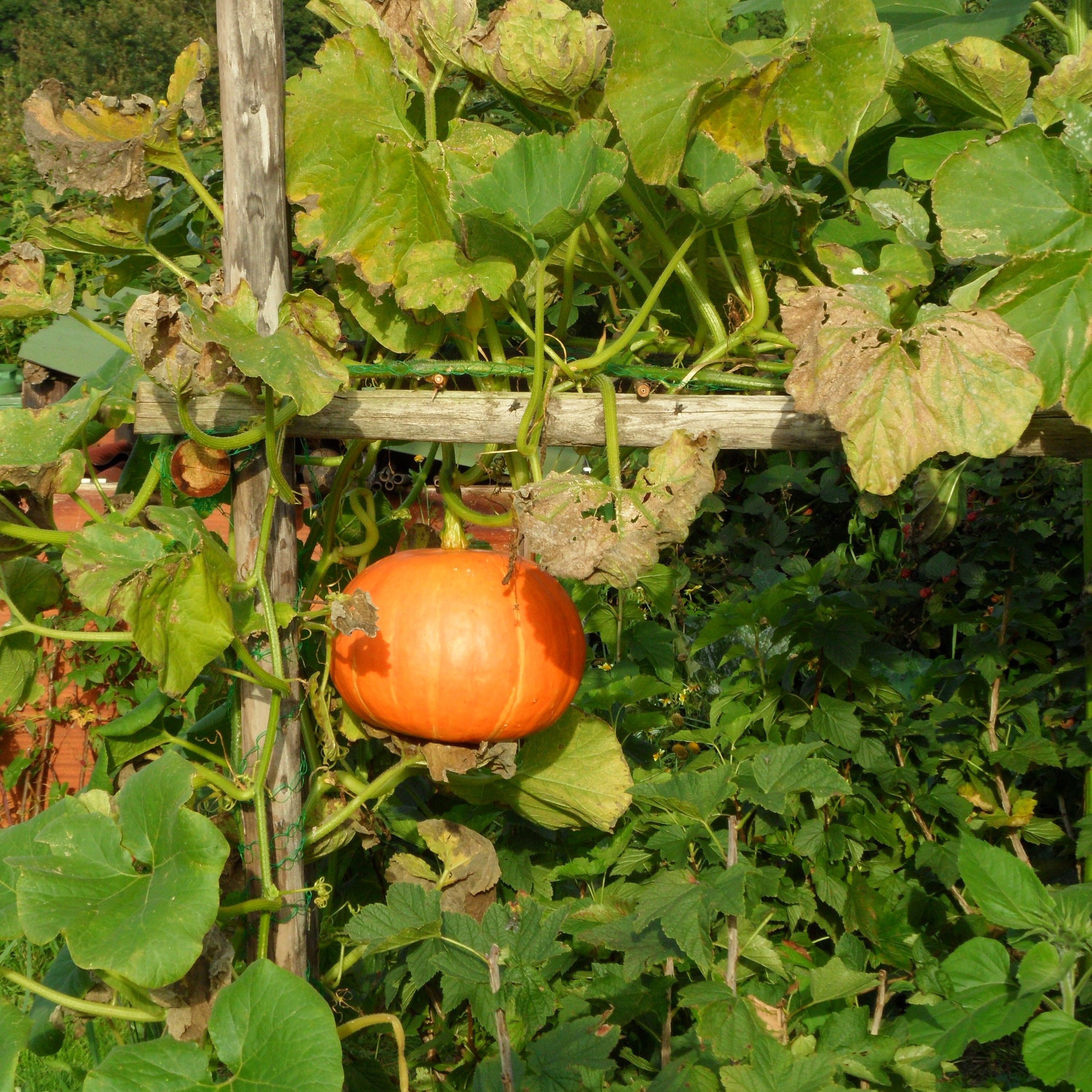 Voorzitter Werkgroep Volkstuinen Wageningse Eng