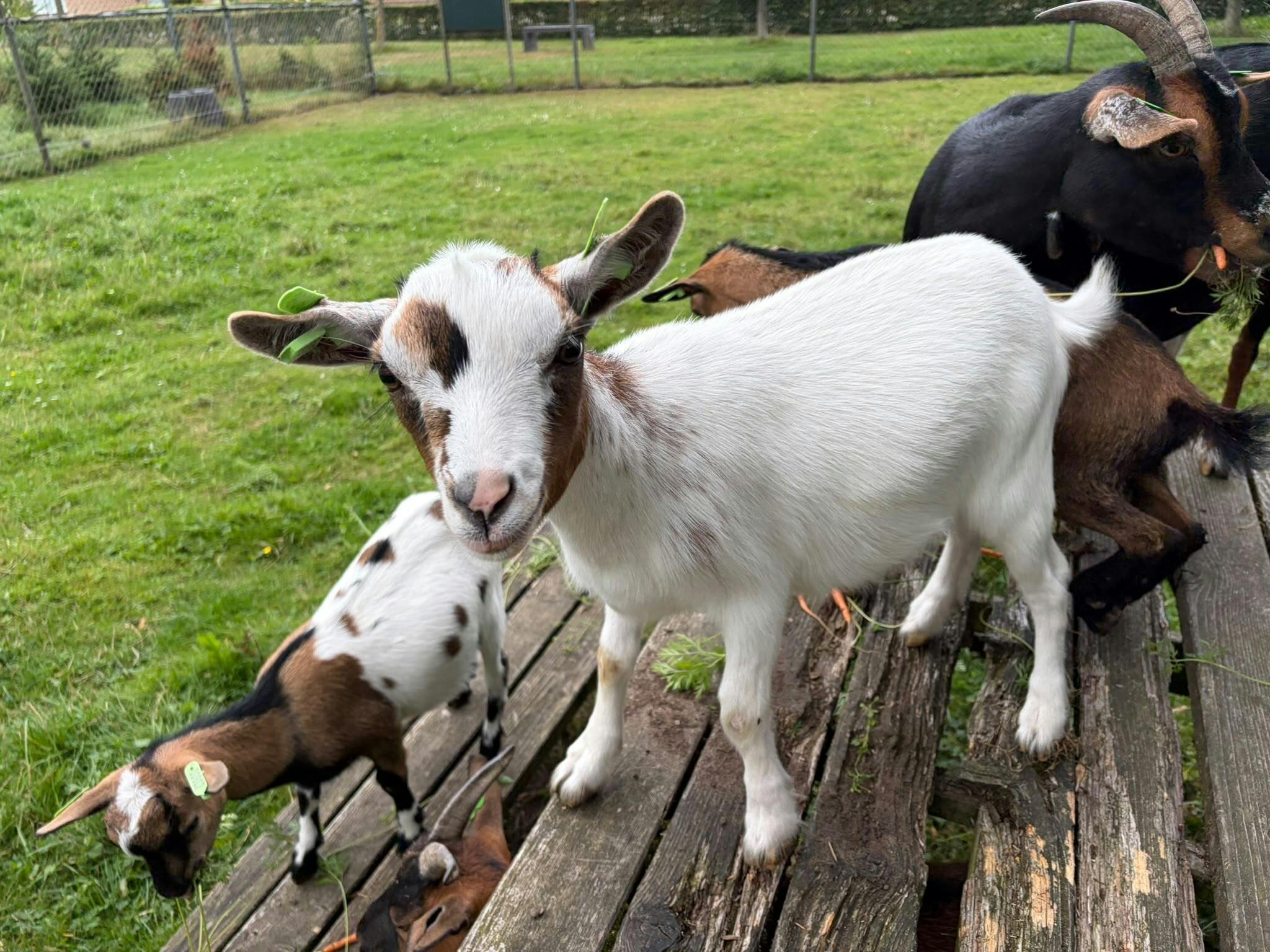 Kinderboerderij het Beestenboeltje