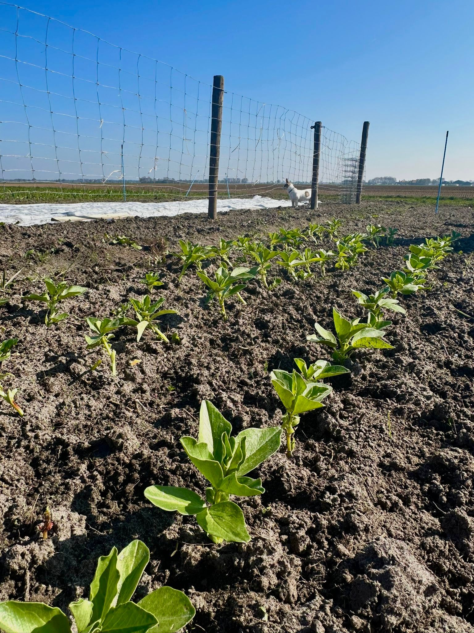 Stichting Sociale Voedseltuinen Weststellingwerf