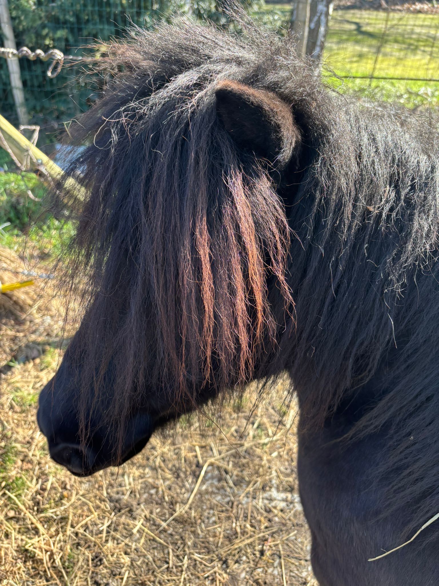 Ponyclub Eefde