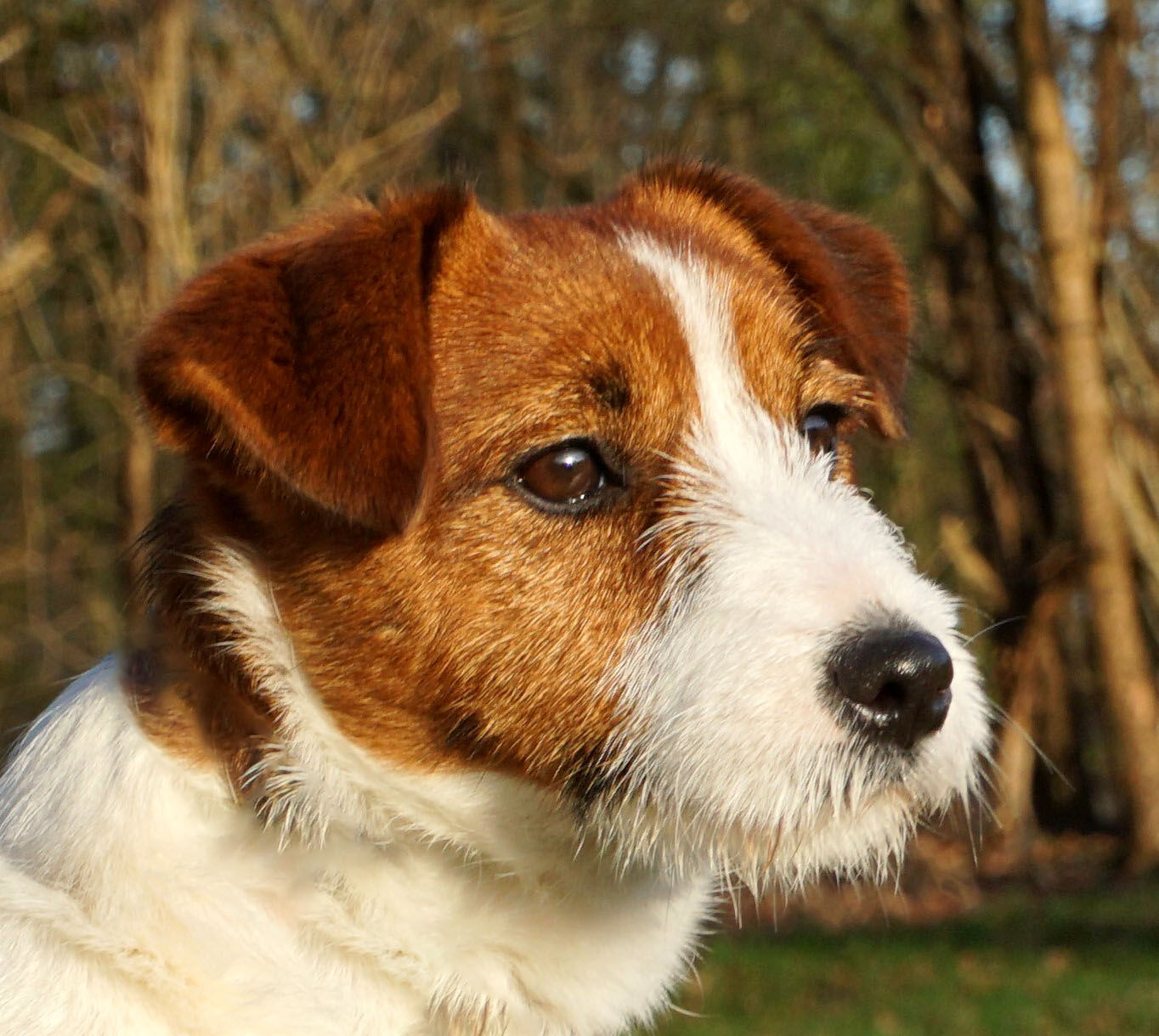 kennel van langelo-honesch