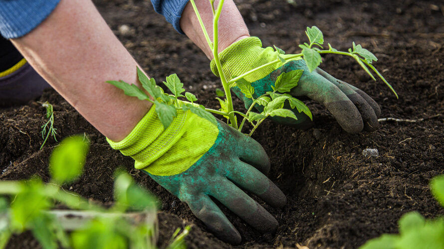 Heb jij groene vingers én een luisterend oor? 
