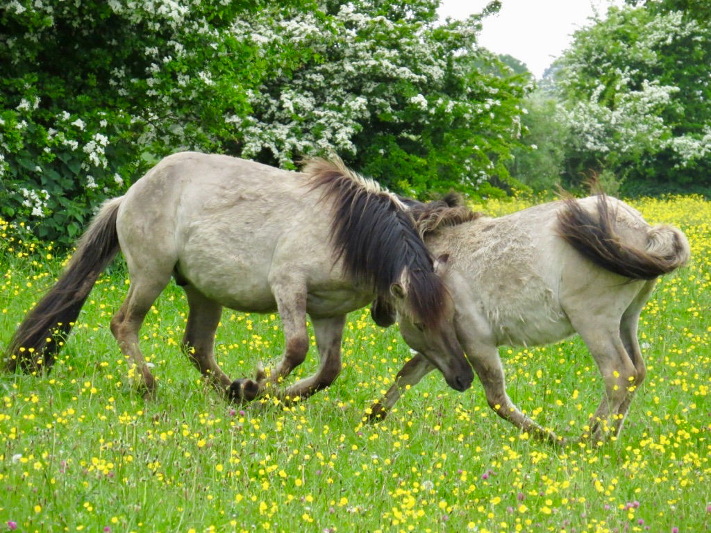 Ondersteuner van de PR-adviseur voor De Blauwe Bever