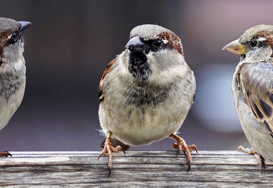 Training Vrienden maken