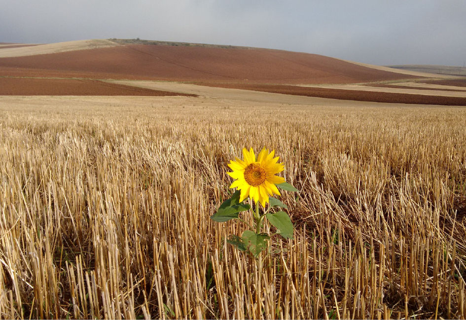 Training Zin in je leven (voor 55+)