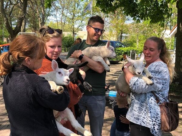  Working at De Nijkamphoeve is fun for people and animals!