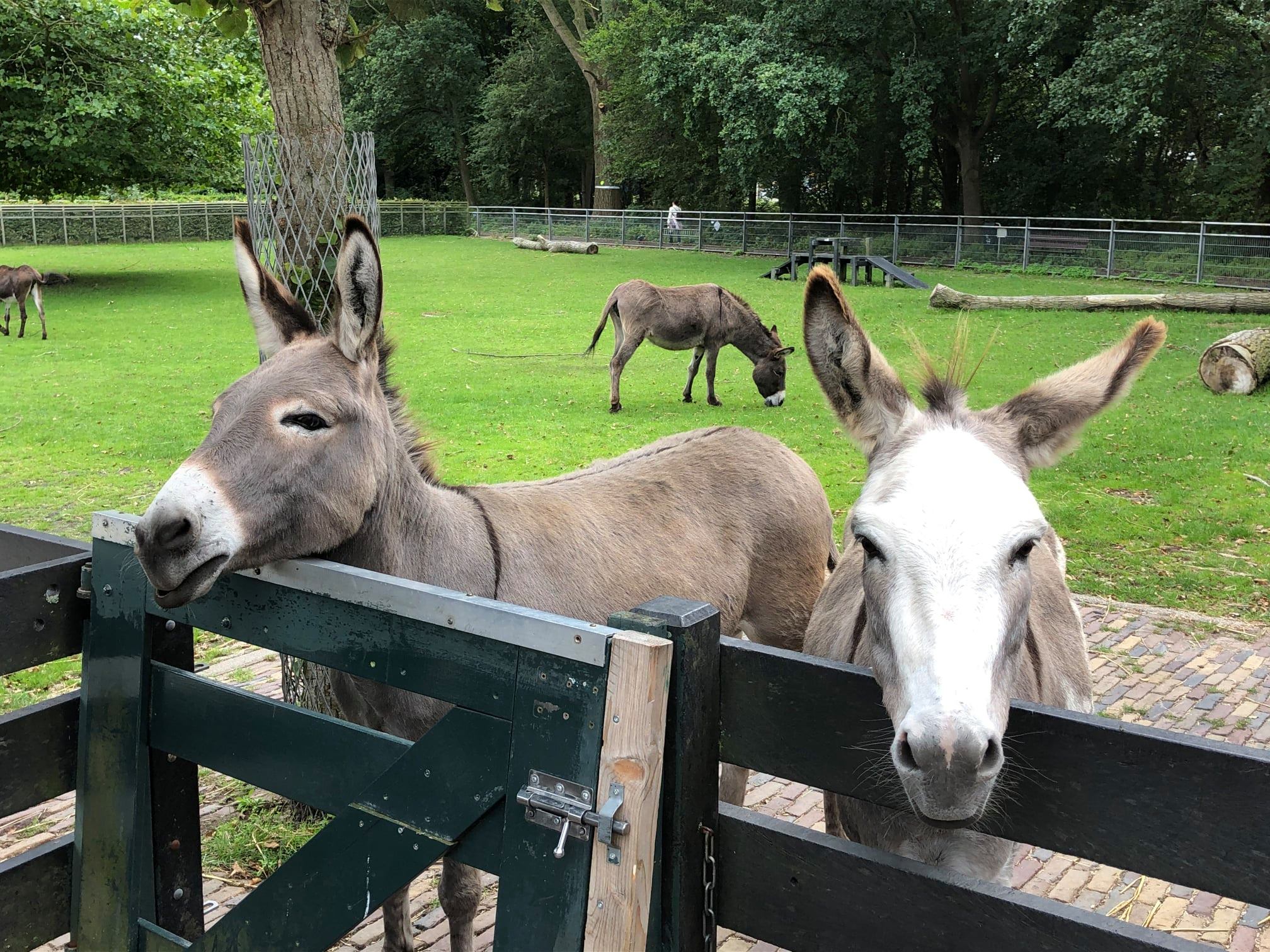 Kom in beweging en ga wandelen met onze ezels!