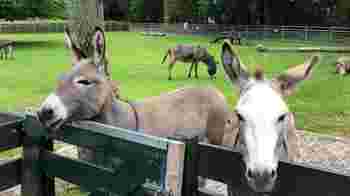 Kom in beweging en ga wandelen met onze ezels!