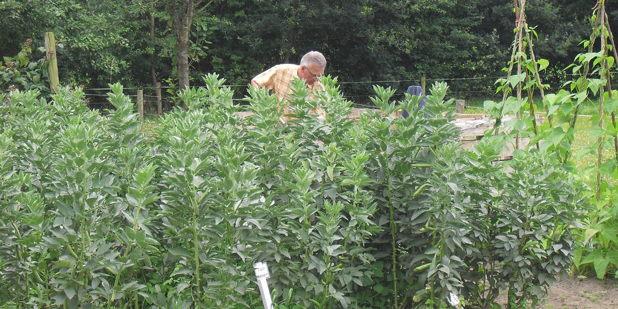Vrijwilliger moestuin Lindehoeve